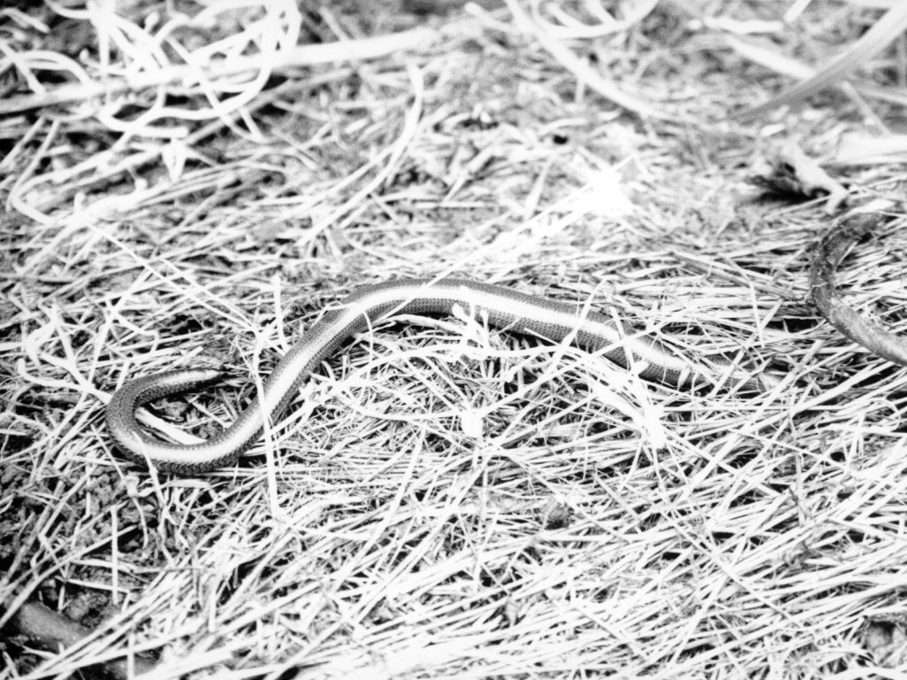 Slow Worm On Allotment